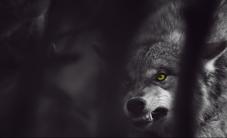angry-wolf-hd-ovpkzot6